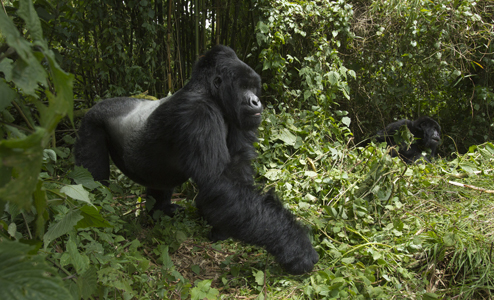 gorilla